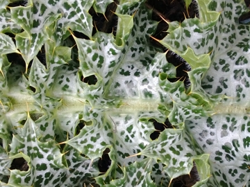 Un specie di Cardo - Silybum marianum